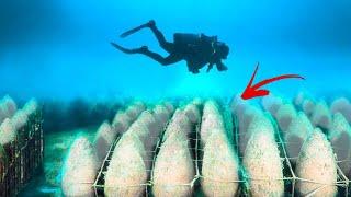 Divers Discovered Something That No One Should Have Seen