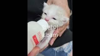 알밤이 soon i will adopt