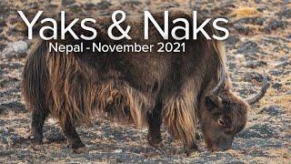 Nepal Yaks and Naks of the Himalayas.