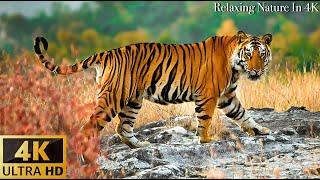 Animals Of The World 4K Asian tiger ... - Scenic Wildlife Film With Calming Music