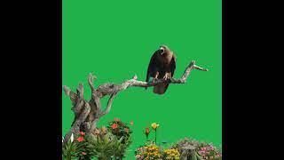 green screen eagle