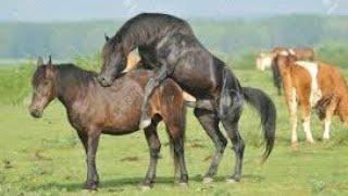 #horsmating #Animalmeeting  Super Murrah Horse Meeting First Time try