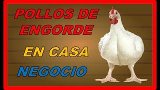 COMO CRIAR POLLOS DE ENGORDE EN CASA PARA NEGOCIO