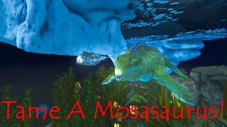 Ark Survival Ascended Easiest Way To Trap And Tame A Mosasaurus