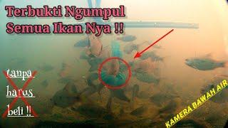 Tes Umpan Khusus Untuk Mengundang Ikan Di Saat Sebelum Memulai Mancing Lihat Dan Buktikan Sendiri