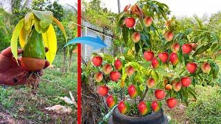 How to propagate apple tree with mango from cutting-crafting idea apple tree grow fast success 100%