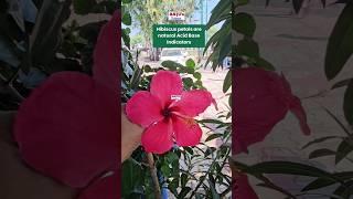 Hibiscus flower #shorts #anjus_science