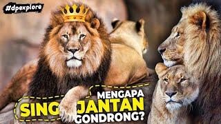 Mengapa Singa Mendapat Gelar Raja Hutan? Apakah Singa Merupakan Hewan Terkuat? #dpexplore