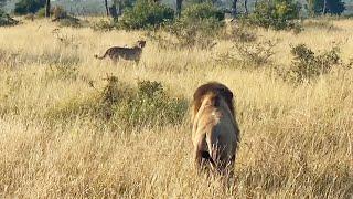 LION vs CHEETAH + WILD DOGS vs BABOON