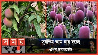 বিশ্বের সবচেয়ে দামি আম হচ্ছে এখন বাড়ির ছাদে  Suryadim Mango  Sun Egg Mango  Miyazaki Mango Somoy