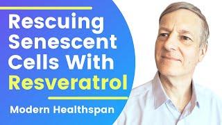 Rescuing Senescent Cells With Resveratrol  Review By Modern Healthspan