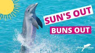 Dolphin FUN in the SUN #16