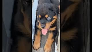 Meet My New Rottweiler Puppy