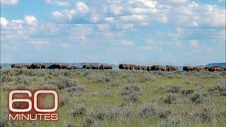 Rebuilding an ecosystem in America’s grasslands  60 Minutes