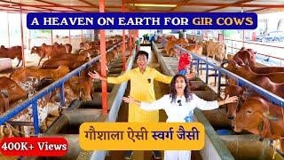 गौशाला बनाओ तो ऐसी बनाओ PERFECT SHED DESIGN FOR DESI COWS