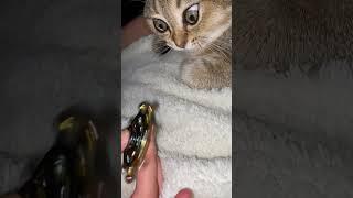 Cat Mesmerized by Spinning Toy