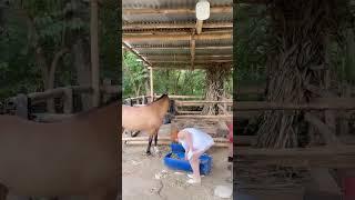 mi caballo