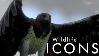 Герои дикой природы  Wildlife Icons-01  Жизнь саванны