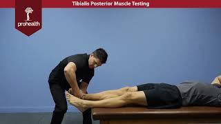 Tibialis Posterior Muscle Test Dr Vizniak Muscle Manual