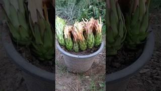 The easiest way to grow dragon fruit