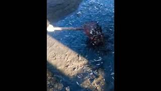 Amazing best fisherman skill throwing Catching hand fishing movie a lots of fishing videos