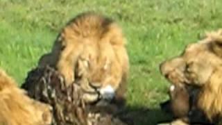 Huge Male Lions - Londolozi Private Game Reserve - South Africa