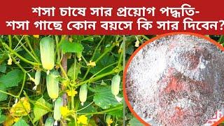 শসা চাষে সার প্রয়োগ পদ্ধতি  শসা গাছে কখন-কোন বয়সে কি কি সার দিবেন?