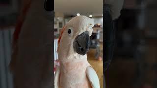 Hello Barney Hi Barney  #barney #barneythewestcoastcockatoo