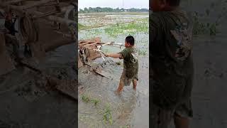 anak kecil bajak sawah