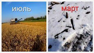 Уборка пшеницы Как так получилось...  wheat harvest