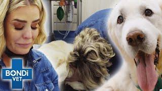 Vets Operating On Their Own Pets  Bondi Vet Top 5 Compilation  Bondi Vet