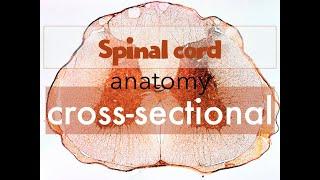 SPINAL CORD Anatomy  cross section