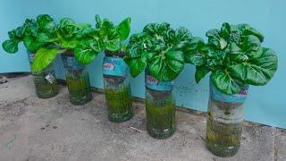 Housewife creativity dreams Growing cabbage in plastic bottles gave such a high yield