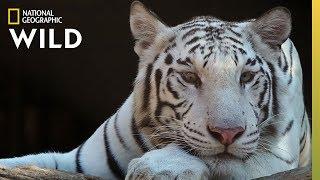 Tigers 101  Nat Geo Wild