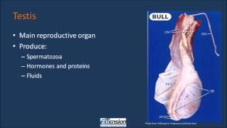 Bull Reproductive Anatomy