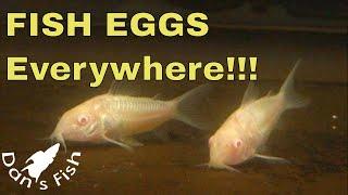 Albino Corydoras Breeding & Raising