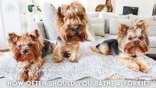 How Often Should You Bathe A Yorkie?  Yorkshire Terrier Dogs 101