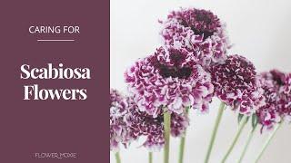 How to Care for Scabiosa Flowers - Flower Moxie Product Video