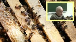 Слёт пчёл. Почему пчелы выбрасываются из гнезда. Секреты Кашковского.