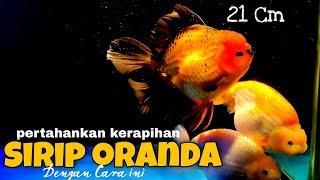 CARA MERAWAT SIRIP ORANDA IKAN MAS KOKI - TIPS MEMELIHARA IKAN MAS KOKI ORANDA