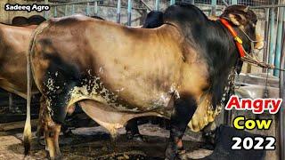 Pagla Gorur Paglami 2022  Sadeeq Agro Pagla Goru Paglami 2022  Biggest Cow In Bangladesh  CowFarm