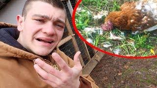 The PREDATOR is Back *CHICKEN KILLER*