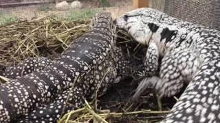 Argentine Tegus Breeding Behavior-REPTICULA FARMS