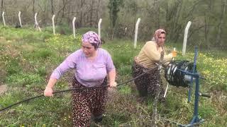 Köylü Kadınların özverili Ceviz Bahcesi Temizliği Alaşar Köyü Gönen