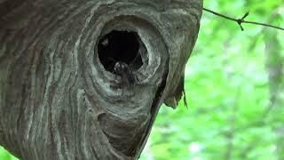 Hornet Nest Get Stung