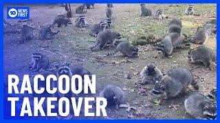 100 Raccoons Take Over Woman’s House  10 News First