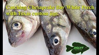 Nonstop action with Texas Jigs for Chesapeake White Perch