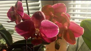 Мои орхидейные деревья  Цветущий апрель Обзор моих гигантских орхидей