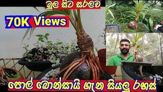 THE EASY WAY TO MAKE A COCONUT BONSAI TREEHOW TO TRIMMING COCONUT BONSAIපොල් බොන්සායි