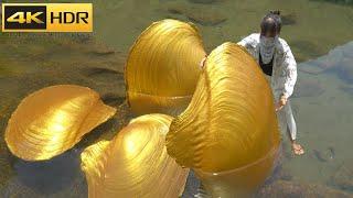 【4KHDR】The whole body is covered in golden clams lets see what kind of pearls we can collect